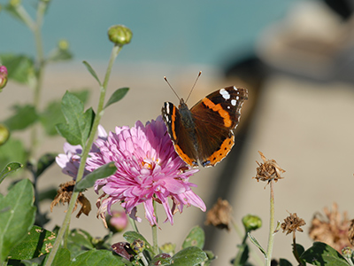 Schmetterling auf rosa Blüte