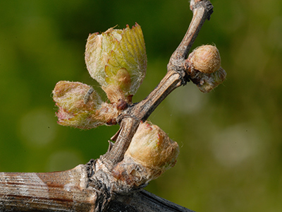 Weingarten im Frühling in Tadten