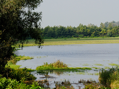 Wasserfläche und Wiesen im Hansag bei Tadten