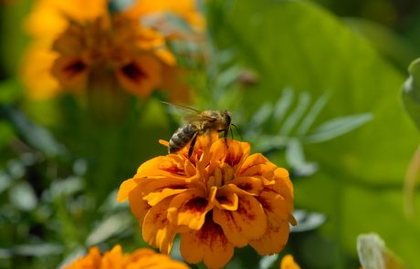 Biene auf Blüte in der Region Tadten