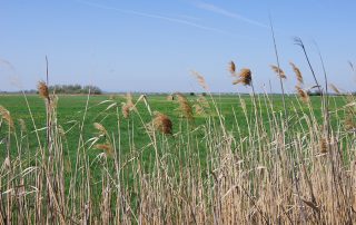 Blick über Schilf auf den Waasen-Hansag