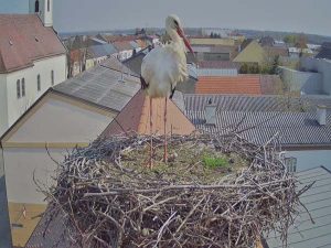 Storch auf Gemeindeamt Tadten